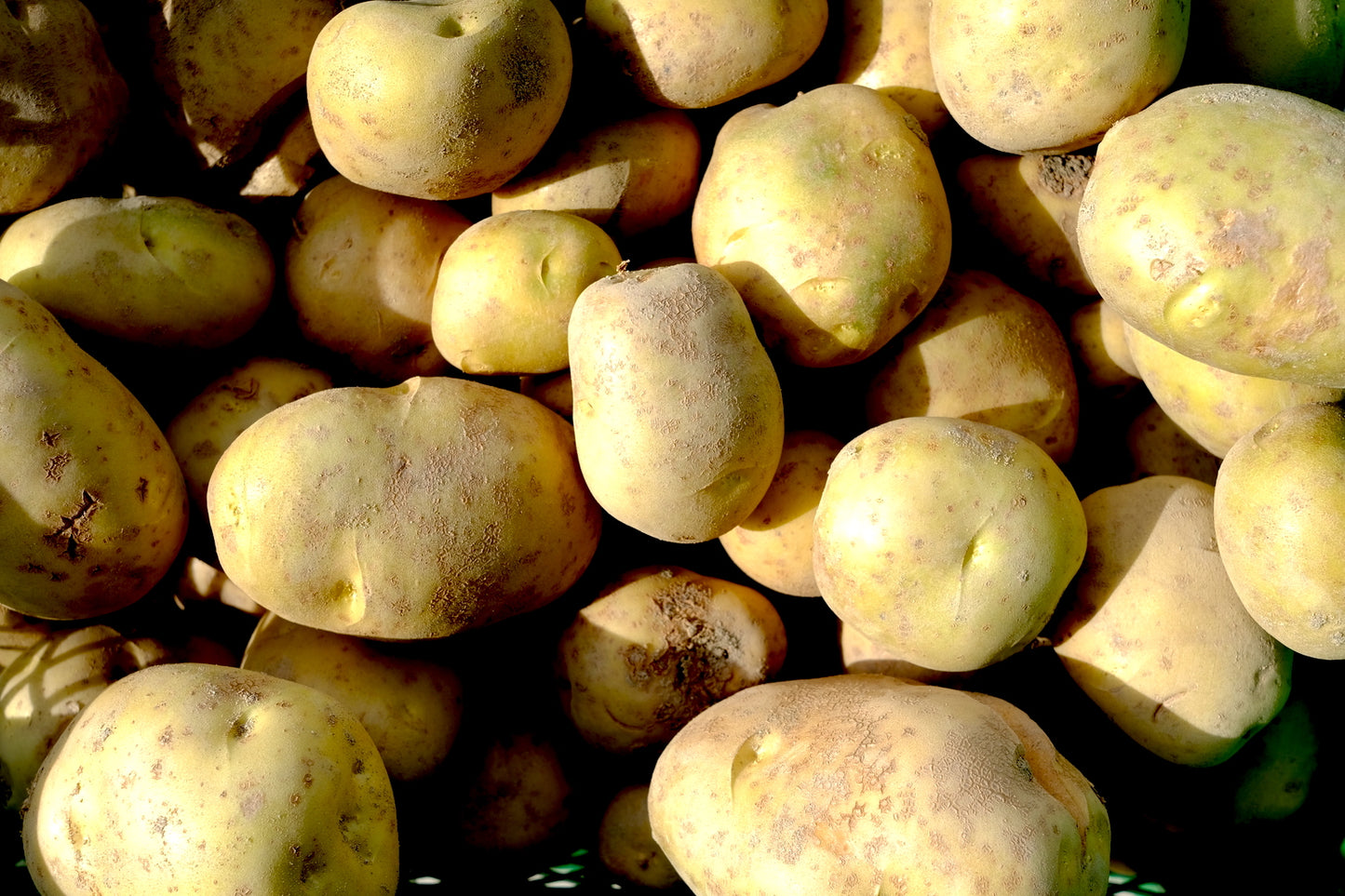 tesio POWDER For Kids